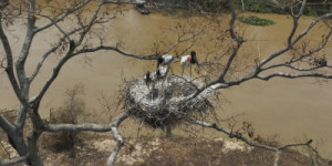 Área alagada do Pantanal cai 61% em 35 anos, aponta MapBiomas