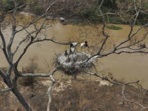 Área alagada do Pantanal cai 61% em 35 anos, aponta MapBiomas