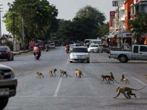 'Planeta dos macacos?': policiais se trancam em delegacia após invasão de 200 primatas em cida-de da Tailândia