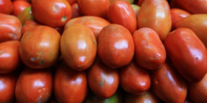 Cidades serranas levam Ceará à liderança do Nordeste na produção de tomate; veja locais