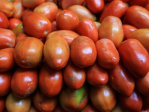 Cidades serranas levam Ceará à liderança do Nordeste na produção de tomate; veja locais