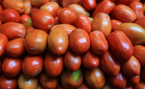 Cidades serranas levam Ceará à liderança do Nordeste na produção de tomate; veja locais