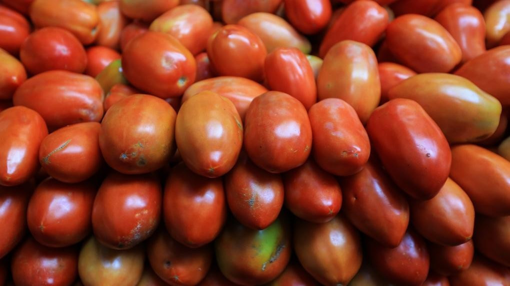 Cidades serranas levam Ceará à liderança do Nordeste na produção de tomate; veja locais