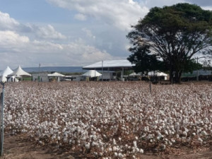 Primeira edição da ExpoCariri reúne tecnologia, inovação e sustentabilidade no Campo em Barbalha