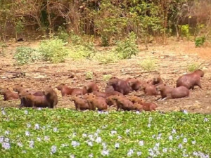 Sem predadores naturais, capivaras se multiplicam, destroem plantações e viram dor de cabeça no Ceará