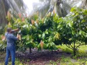 Investidores de Minas Gerais e da Bahia começarão a produzir cacau em 2025 no Ceará