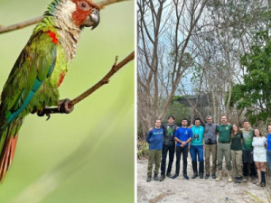 Após 114 anos desaparecida, espécie de periquito ameaçada retorna à Caatinga