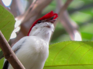 Projeto do IFCE em Juazeiro do Norte desenvolve protótipo para monitorar Soldadinho do Araripe