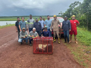 Sucuri de 5 metros é capturada por bombeiros em fazenda de MT