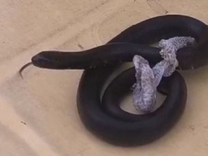 Mambas-negras, uma das cobras mais mortais do mundo, são apreendidas no aeroporto de Fortaleza