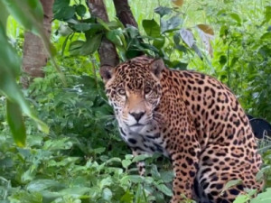 Maior felino das Américas e mordida potente: conheça onça de 112 kg monitorada em Goiás por pesquisadores