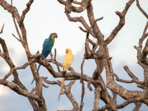 Terceira aparição de arara-canindé de cor diferente instiga pesquisadores no Tocantins