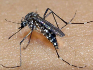 Pesquisadores desenvolvem teste que identifica casos de dengue e zika