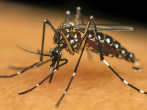 Mato Grosso do Sul registra primeira morte por Chikungunya em 2025