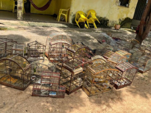 Polícia resgata 54 aves silvestres e apreende cinco armas em fazenda no interior do Ceará