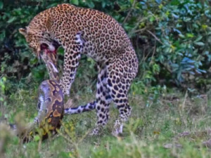 Cobra píton dá bote em leopardo na África