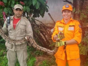 Cobra de mais de dois metros é resgatada após atacar galinha em quintal de casa no Crato