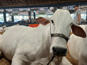 É tetra! Vaca de R$ 24 milhões é campeã na ExpoZebu pela quarta vez seguida