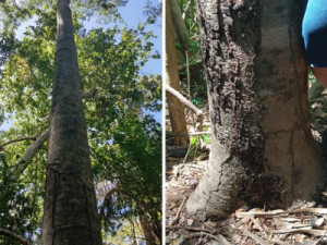 Pau da Bandeira de Santo Antônio é escolhido no Sítio Flores