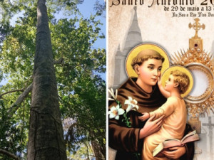 “Capitão” detalha a escolha do jatobazeiro para o pau da bandeira de Santo Antônio