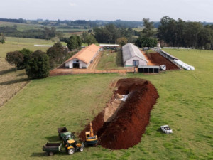 Ovos de granja foco de gripe aviária estão em três estados, diz Ministério da Agricultura