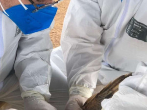 Adagri intensifica ações de combate à Influenza Aviária no Ceará