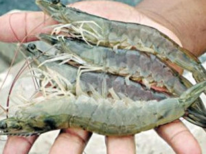 Expocamarão será a estrela da Pecnordeste 2025