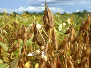 PIB do Brasil cresce 1,4% no 1º trimestre de 2025, diz IBGE