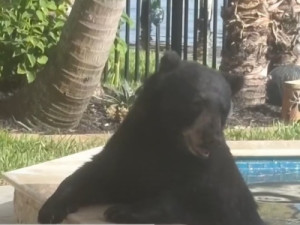 Urso invade casa nos EUA, toma banho em hidro e é capturado com rosquinha