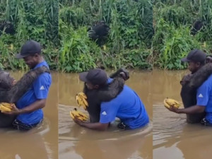 Chimpanzé reconhece cuidador anos após retorno à natureza e cena comove nas redes