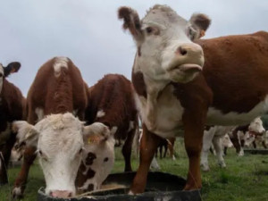 O golpe milionário da 'vaca virtual' que está abalando o Uruguai, um dos maiores produtores de gado do mundo