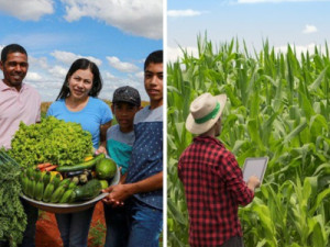 Plano Safra: agricultura familiar terá R$ 89 bilhões com juros entre 2% e 8%