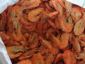 Dois ônibus são flagrados com mais de 1,3 tonelada de pescado impróprio para consumo no Piauí; carga é apreendida