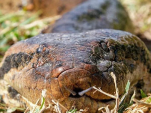 Mordida de sucuri: entenda como os 100 dentes de anzol da cobra gigante levam a infecções graves
