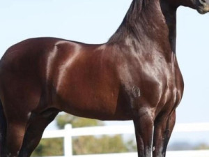 Cavalo de R$ 12 milhões morre em haras em AL com suspeita de intoxicação por ração