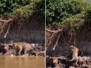 Onça-pintada e cobra Sucuri travam embate no Pantanal