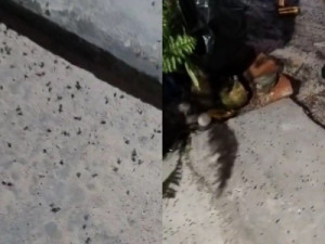 Infestação de moscas invade casas e afeta a saúde de moradores em comunidade na Grande Fortaleza