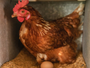 Ceará registra primeiro foco de gripe aviária em aves domésticas