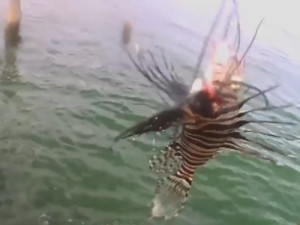 Peixe invasor com 18 espinhos é encontrado em destino turístico na Bahia; espécie não tem predadores