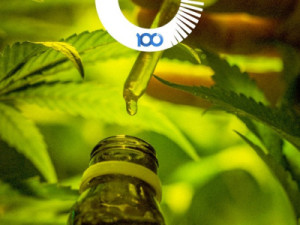 Terapias psicodélicas e cannabis medicinal: Brasil avança na regulamentação de substâncias psicoativas