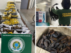 Aeroporto de Guarulhos intercepta carga de 102 kg com ratos empalados e abutres mortos