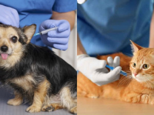 Barbalha começa campanha de vacinação contra a raiva