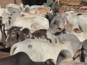 Demanda em alta sustenta cotação do boi