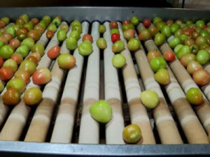 Frio prolongado afeta produção de tomate e faz preços dispararem