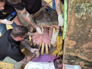 Hipopótamo de 54 anos é sedado para extração de dentes em zoológico no interior de SP