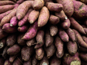 Cidade cearense é a maior produtora de batata-doce do Brasil; veja qual