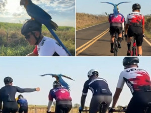 Arara acompanha e pousa em capacete de ciclistas durante pedal em estrada do interior de SP: 'Presente de Deus'