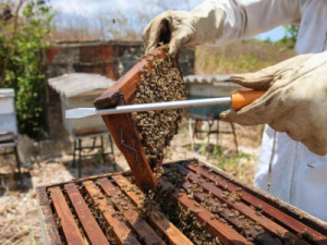 Governo do Ceará deve comprar 170 toneladas de mel por mês para merenda escolar