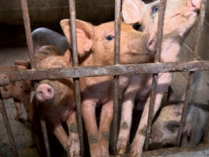 Curral sustentável: dejetos de animais se transformam em fertilizantes, energia e gás de cozinha no ES