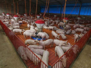 Exportação brasileira de carne de porco cresce em 2025; veja principais destinos dos embarques